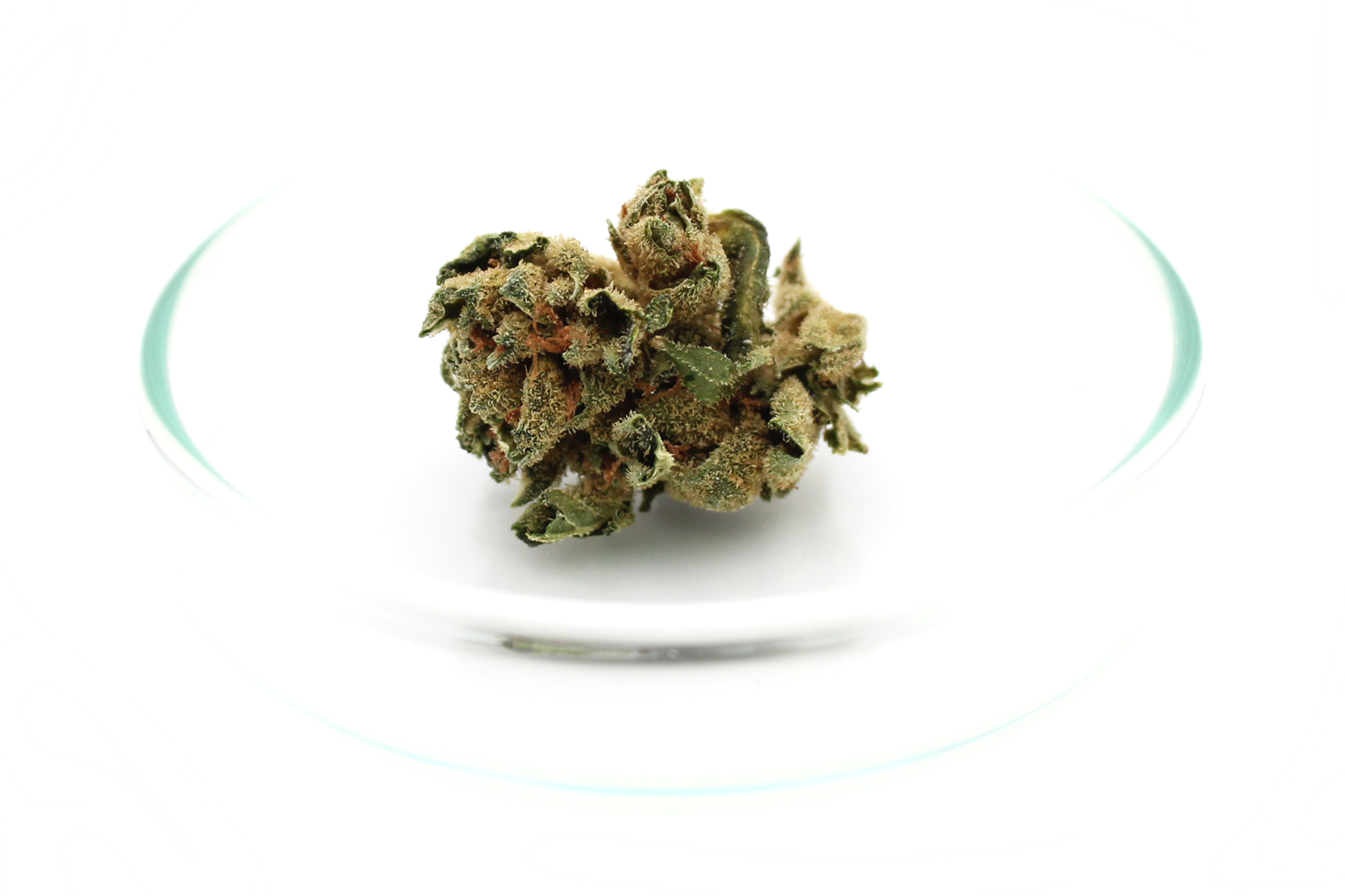Tilray THC 15 Spotlight Porto: Sirius