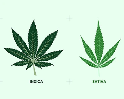 Cannabis Sativa Indica Vergleich