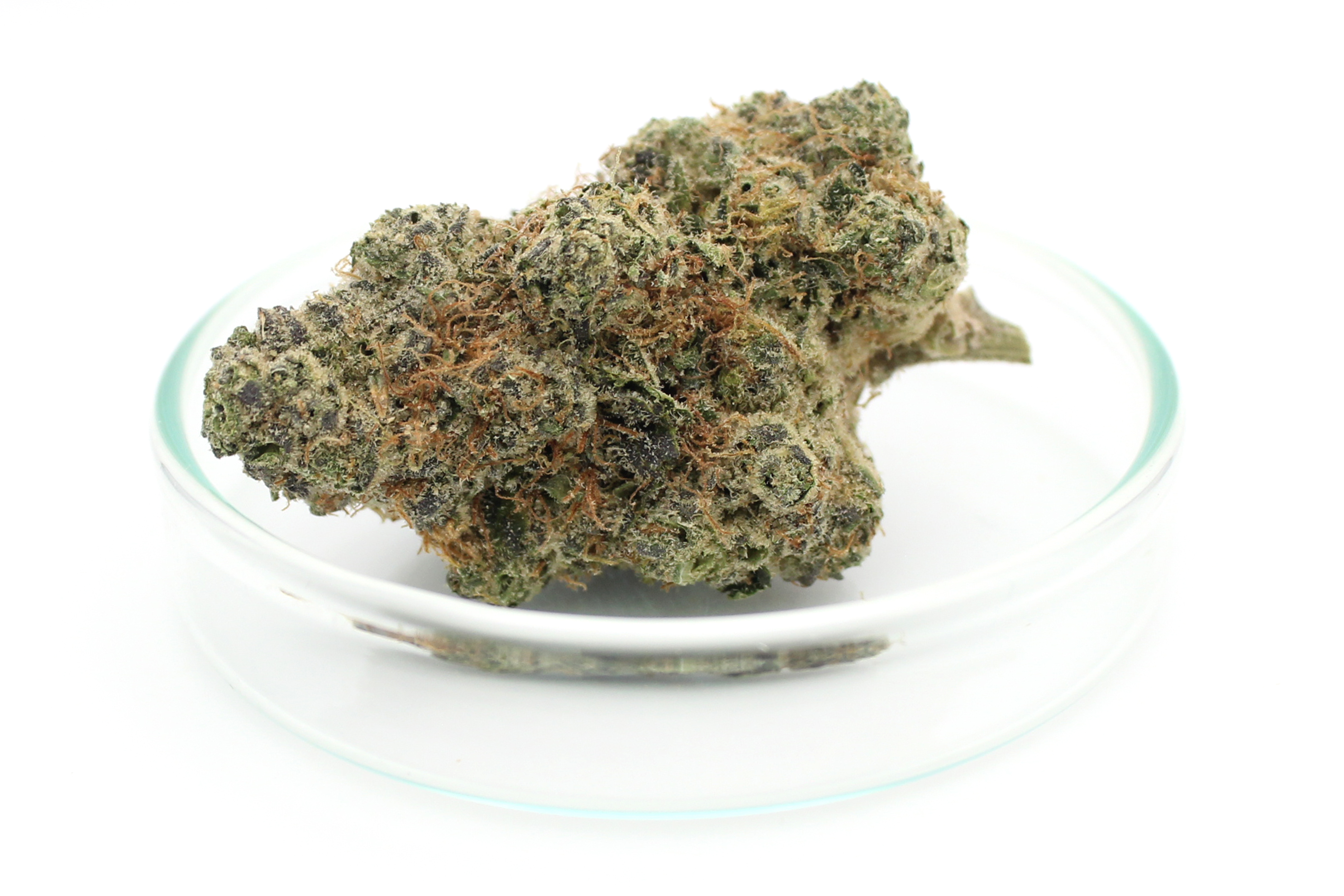 Avaay Signature 31/1 OGC: Ocean Grown Cookies