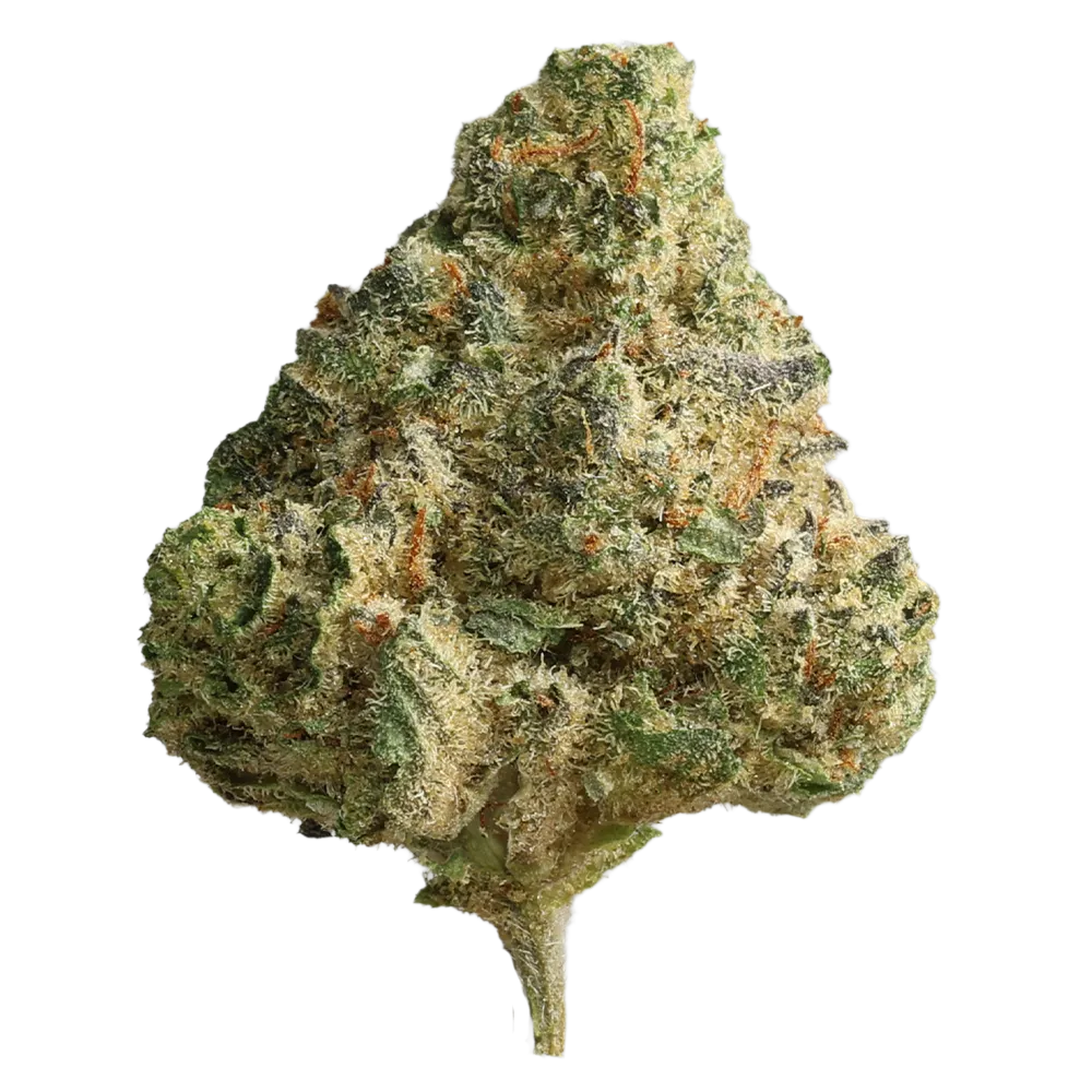 Pedanios 28/1 CMK-CA: Chemango Kush