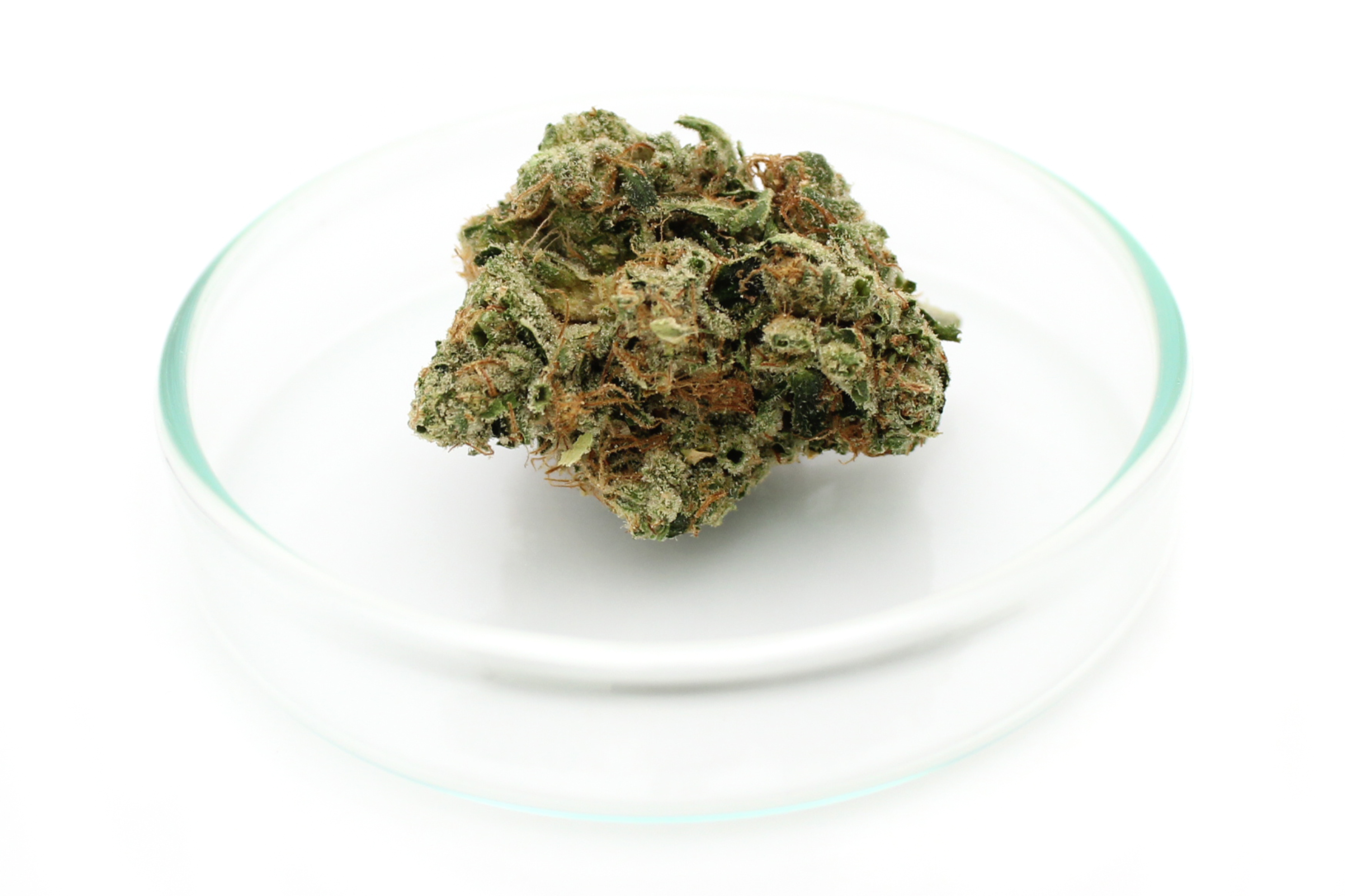 420 Evolution 25/1 CA BUL: Bucket List