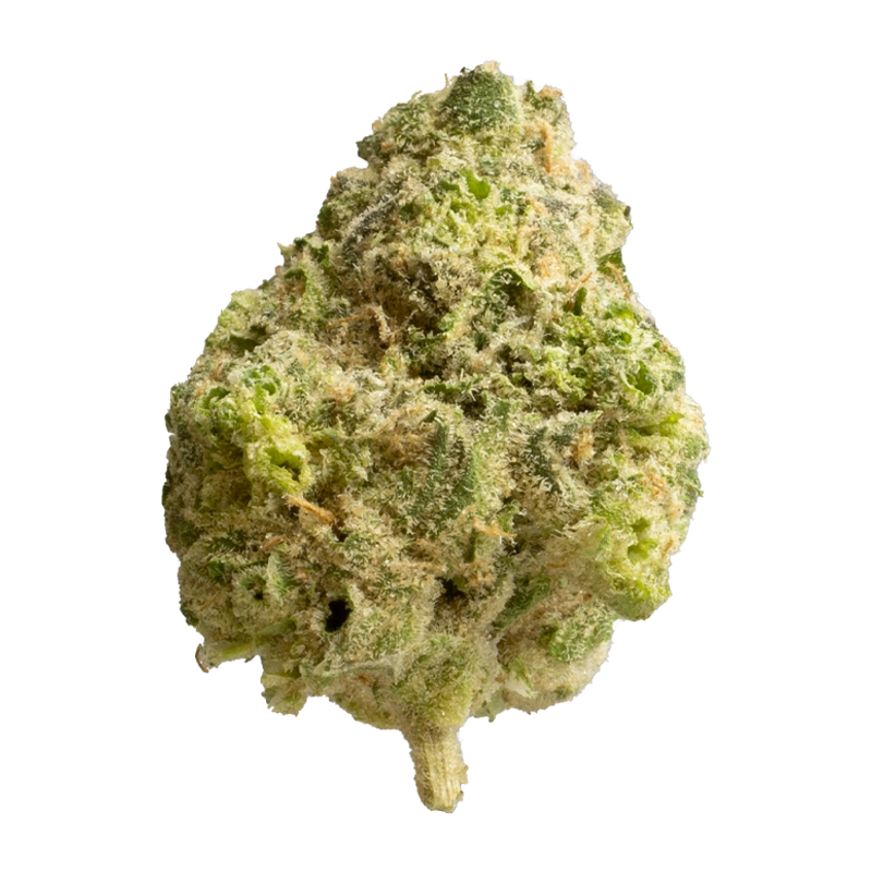 Avaay Signature 31/1 GOG: Gossip Gun