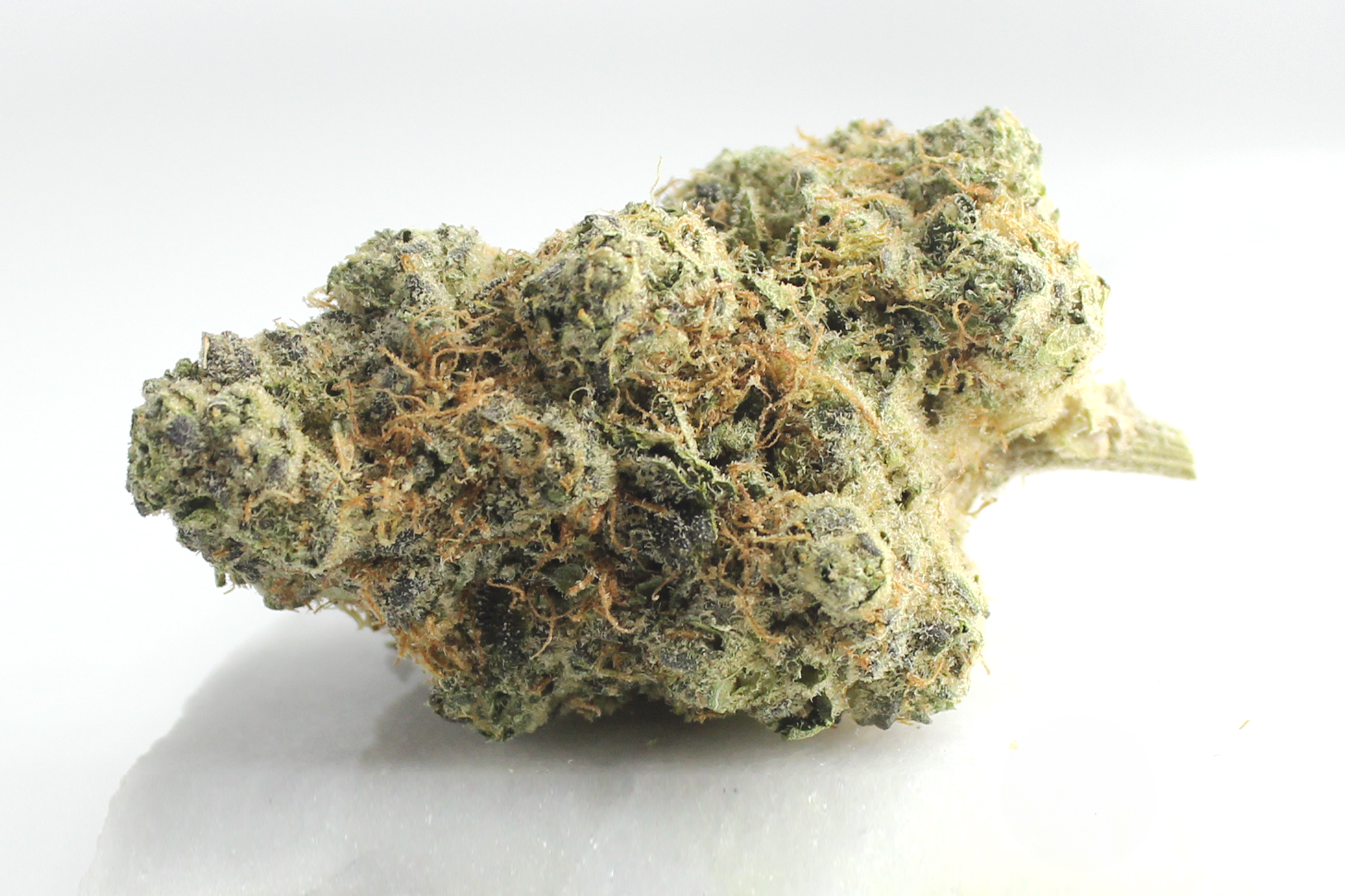 Avaay Signature 31/1 OGC: Ocean Grown Cookies