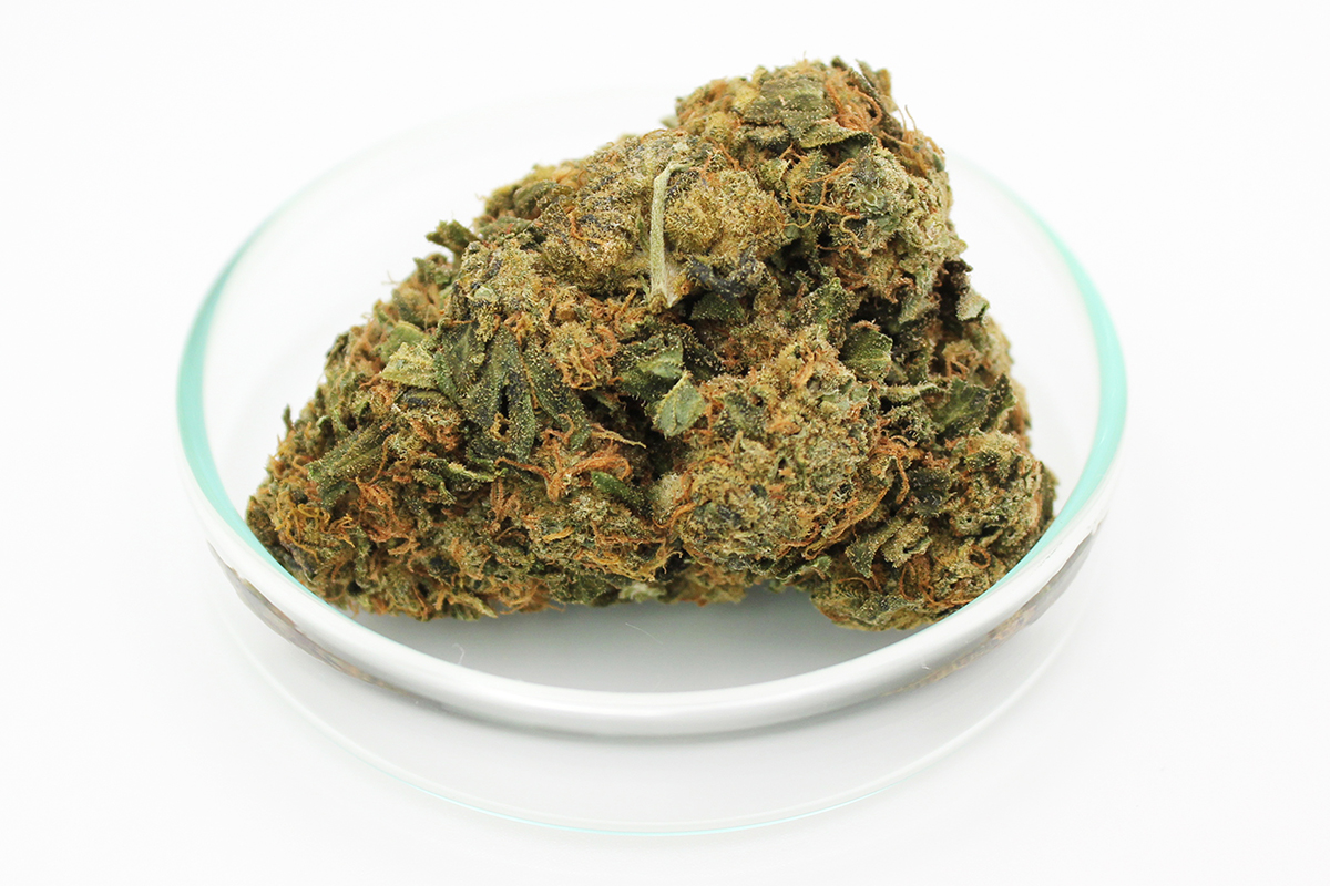 IMC Cannabisblüten THC 22 T01: Hindu Kush