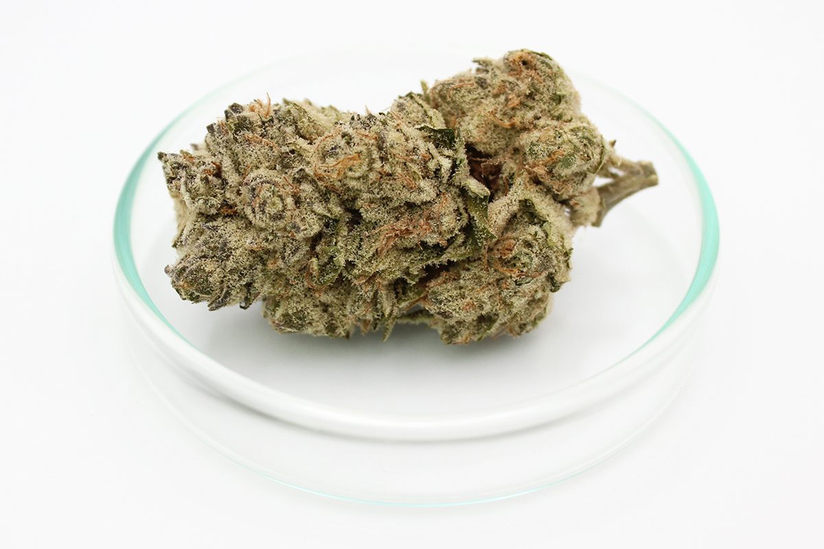 enua 22/1 BCP CA: Black Cherry Punch