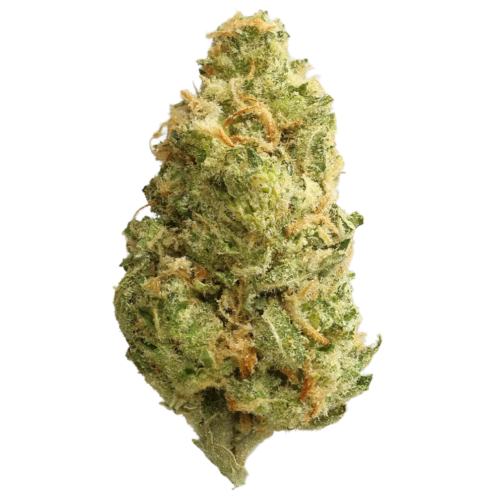 Luana 24/1 Ape Sour Ape