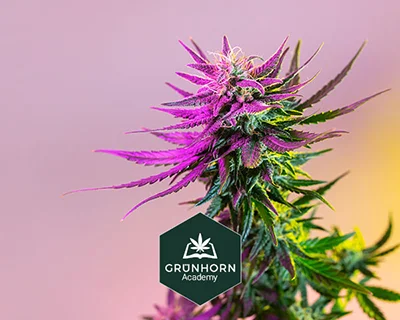 Bestrahlung von Cannabisblüten – Arten, Durchführung und Auswirkung