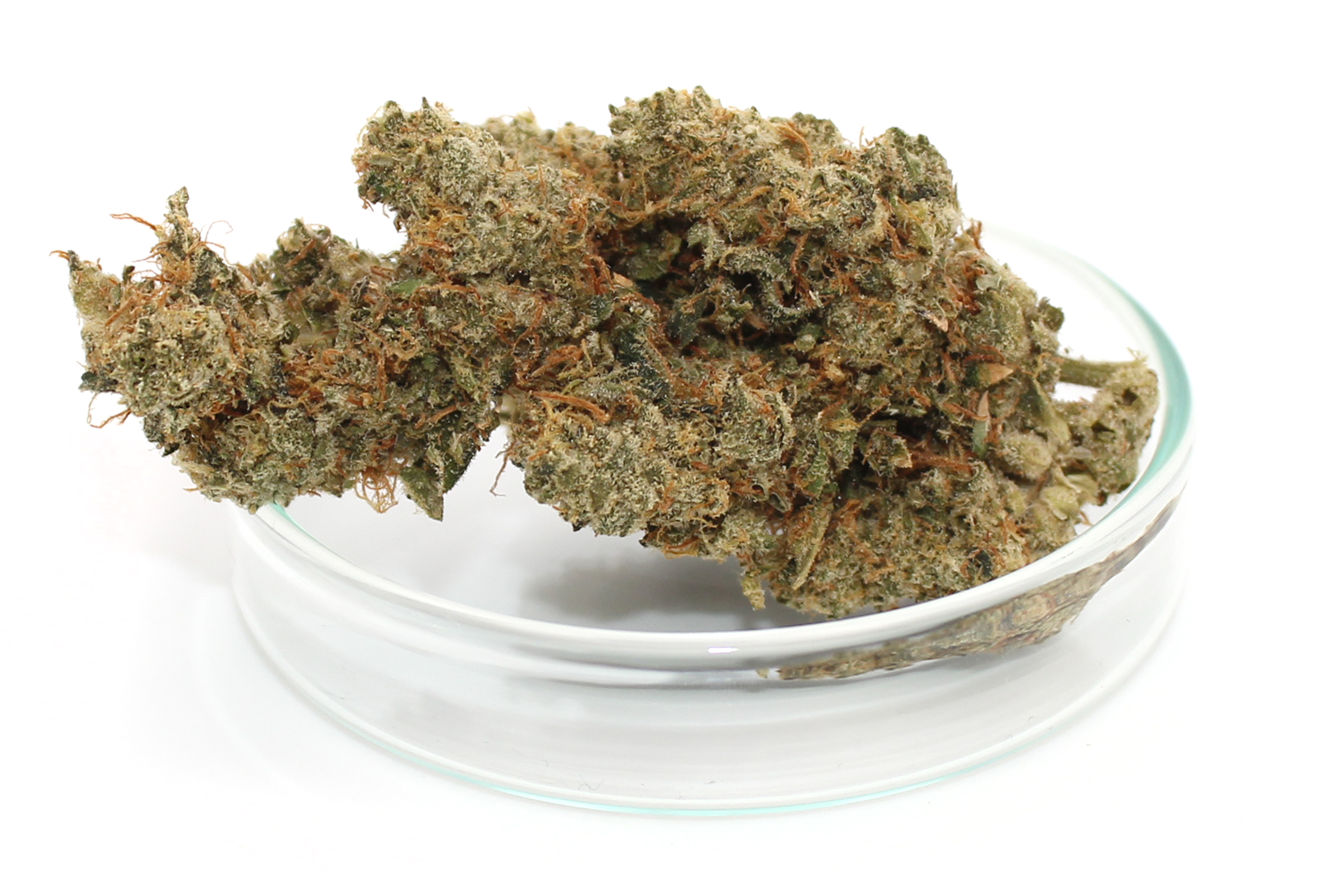 420 Evolution 27/1 CA ICC: Ice Cream Cake Kush Mints