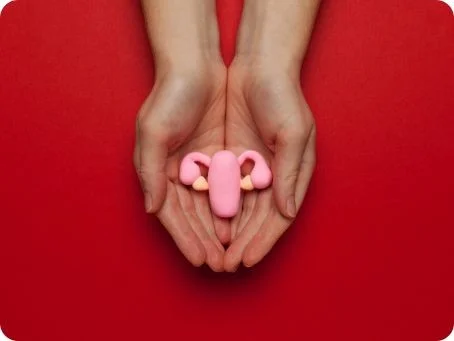 Einsatz von Cannabis bei Endometriose Plastikfigur eines Uterus liegt in den Händen einer Person vor einem roten Hintergrund