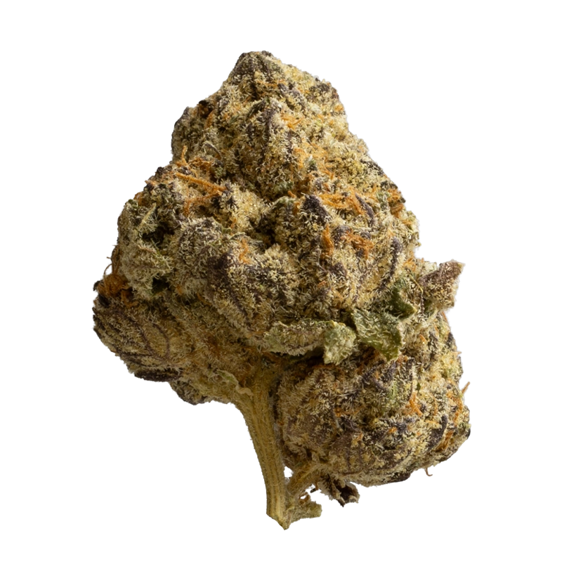 24/1 IUVO OC: Killer Cupcake