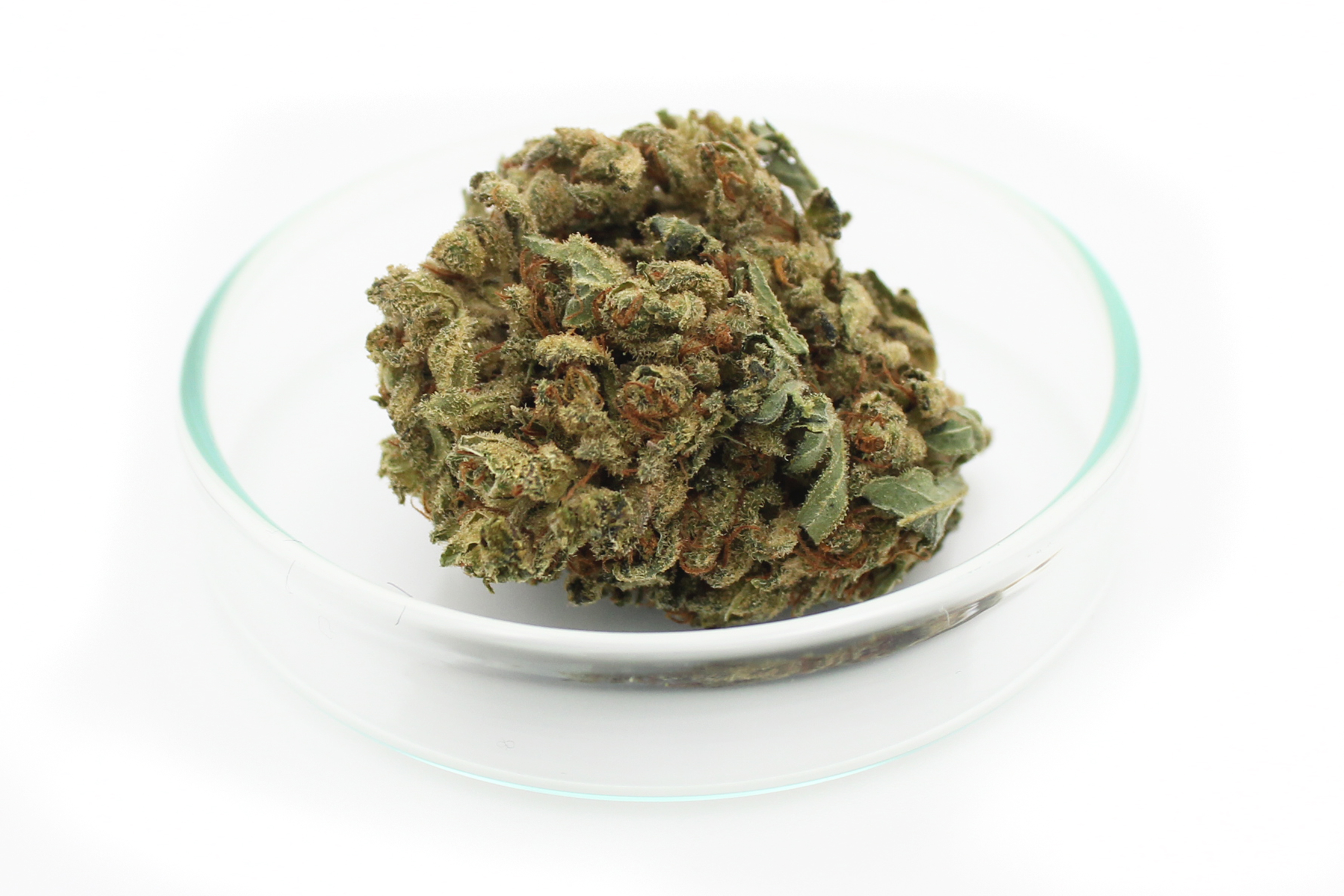 Tilray THC 9 : CBD 9: Warlock