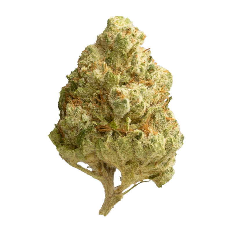 Luana 28/1 Pine: Solpina Magic