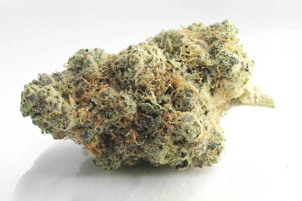 Avaay Signature 31/1 OGC Ocean Grown Cookies