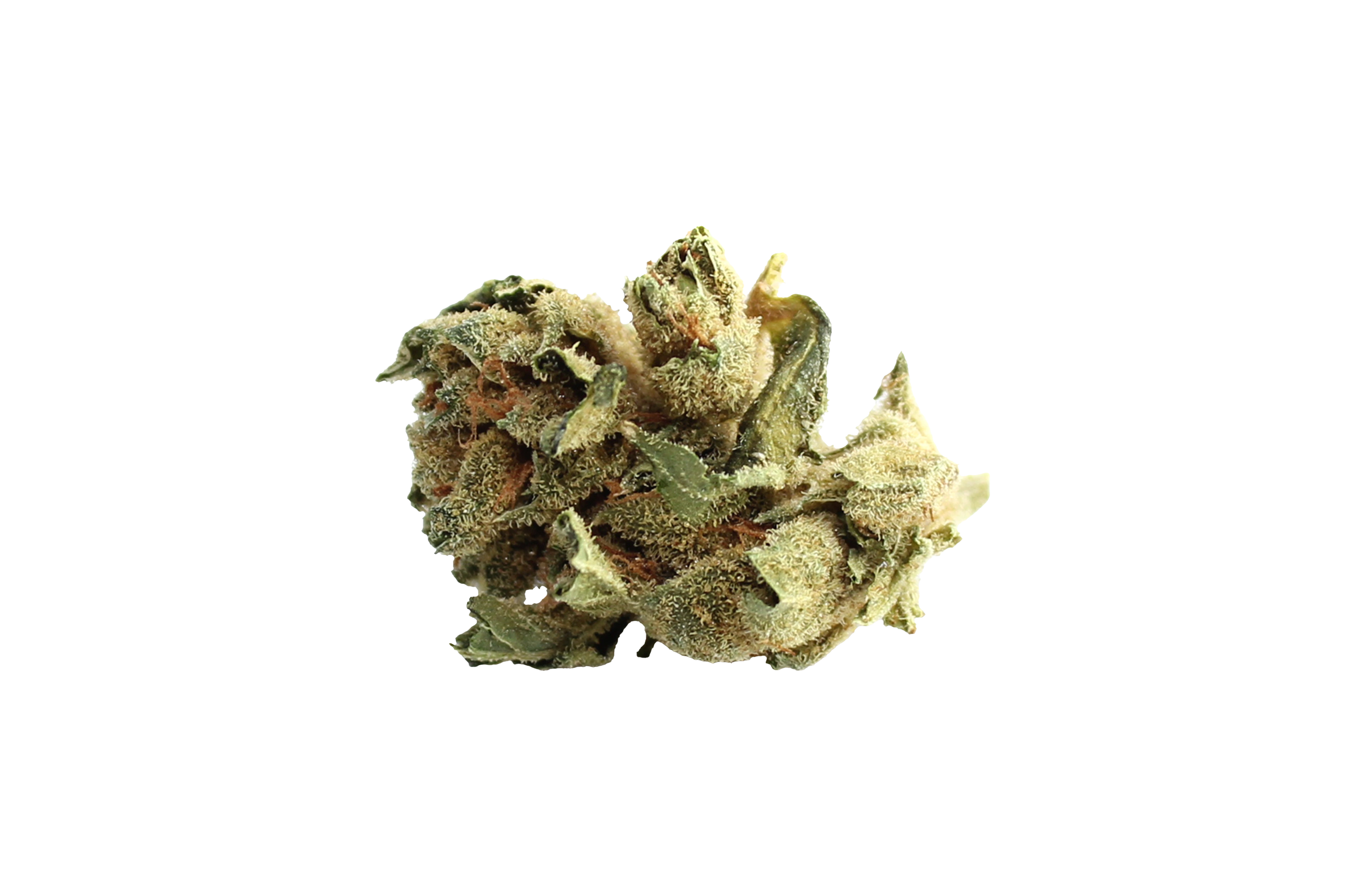 Tilray THC15 Spotlight Porto Sirius Cannabisbluete