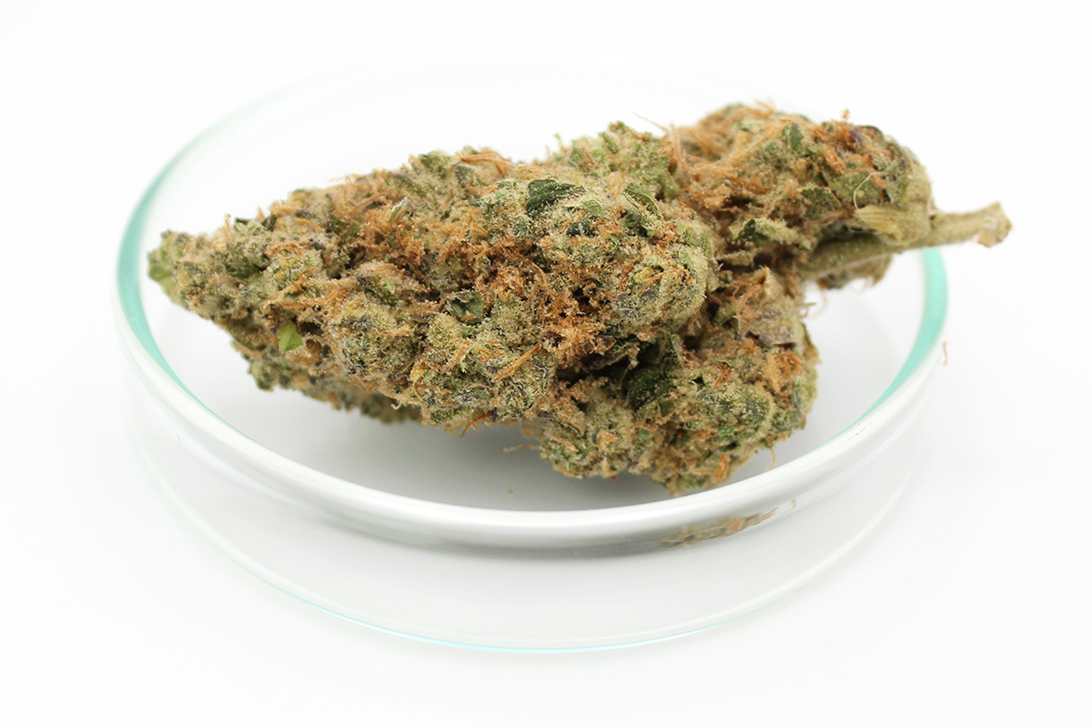 Remexian 30/1 CHE: Chem Cookies