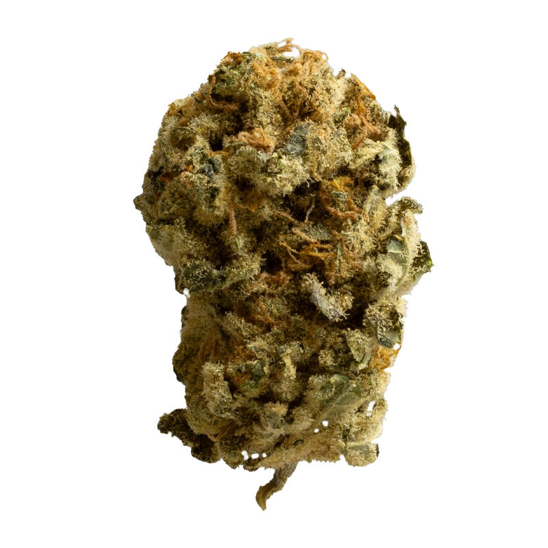 alephSana amber 22: Mango Kush