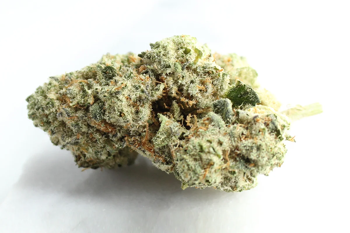 Pedanios 31/1 CMK CA Chemango Kush