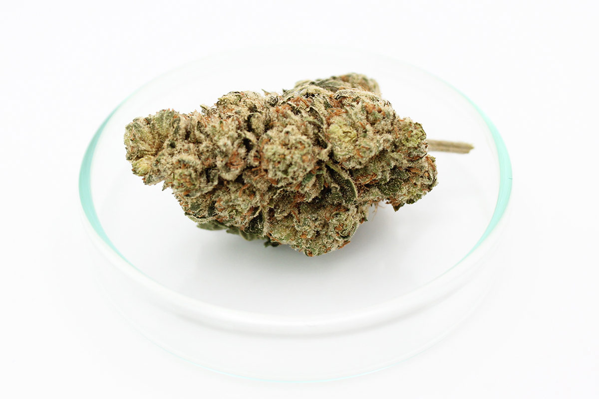 enua 22/1 JFG CA: Jet Fuel Gelato