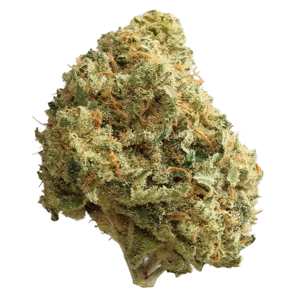 Luana 20/1 GSC Girl Scout Cookies