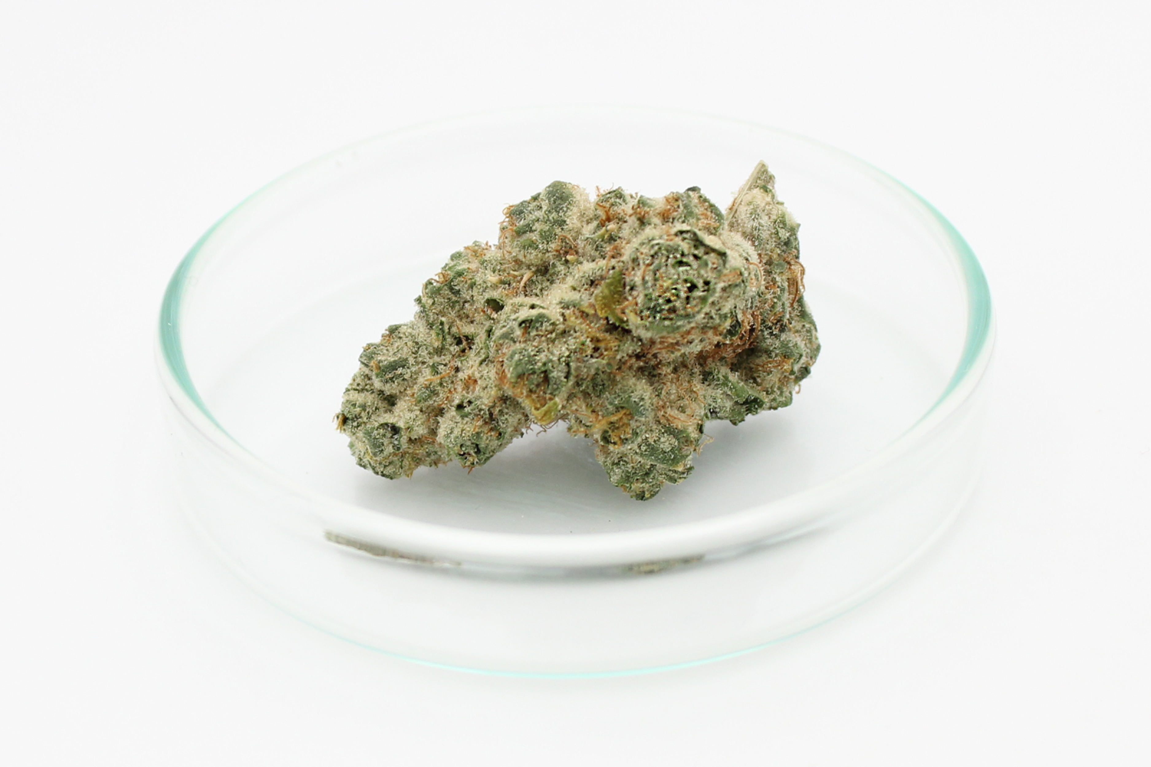 420 Evolution 33/1 CA PCH: Peach Chementine