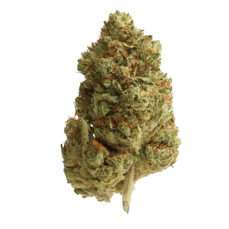 Huala 20/1 CA HOM: Holy Mints