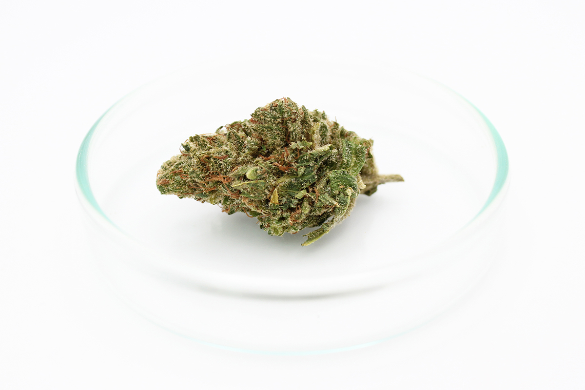 420 Sungrown 25/1 CA ZRP: Zour Apple