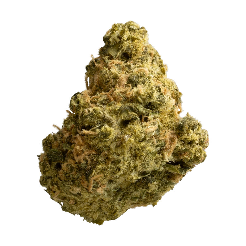 Avaay 31/1 SCG: Super Citra G.