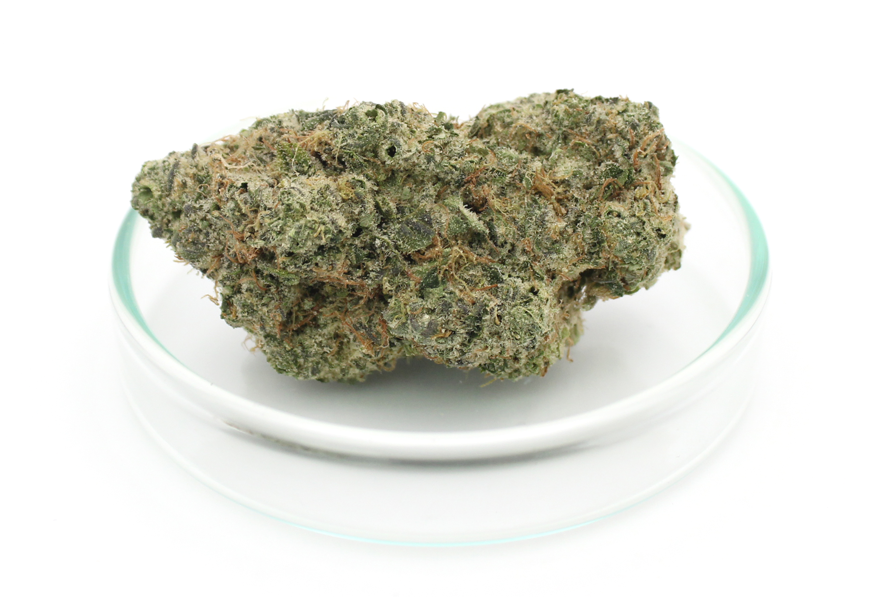 Avaay Signature 34/1 OGC: Ocean Grown Cookies