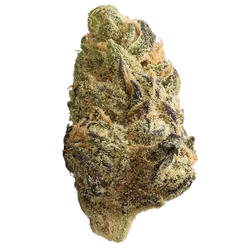 Medical Saints 18/1 HUB Huckleberry