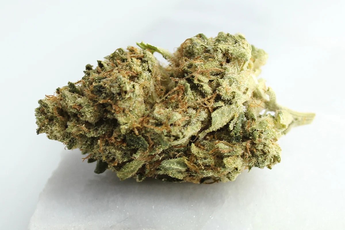 Cansativa Beacon PK T24 Pink Kush