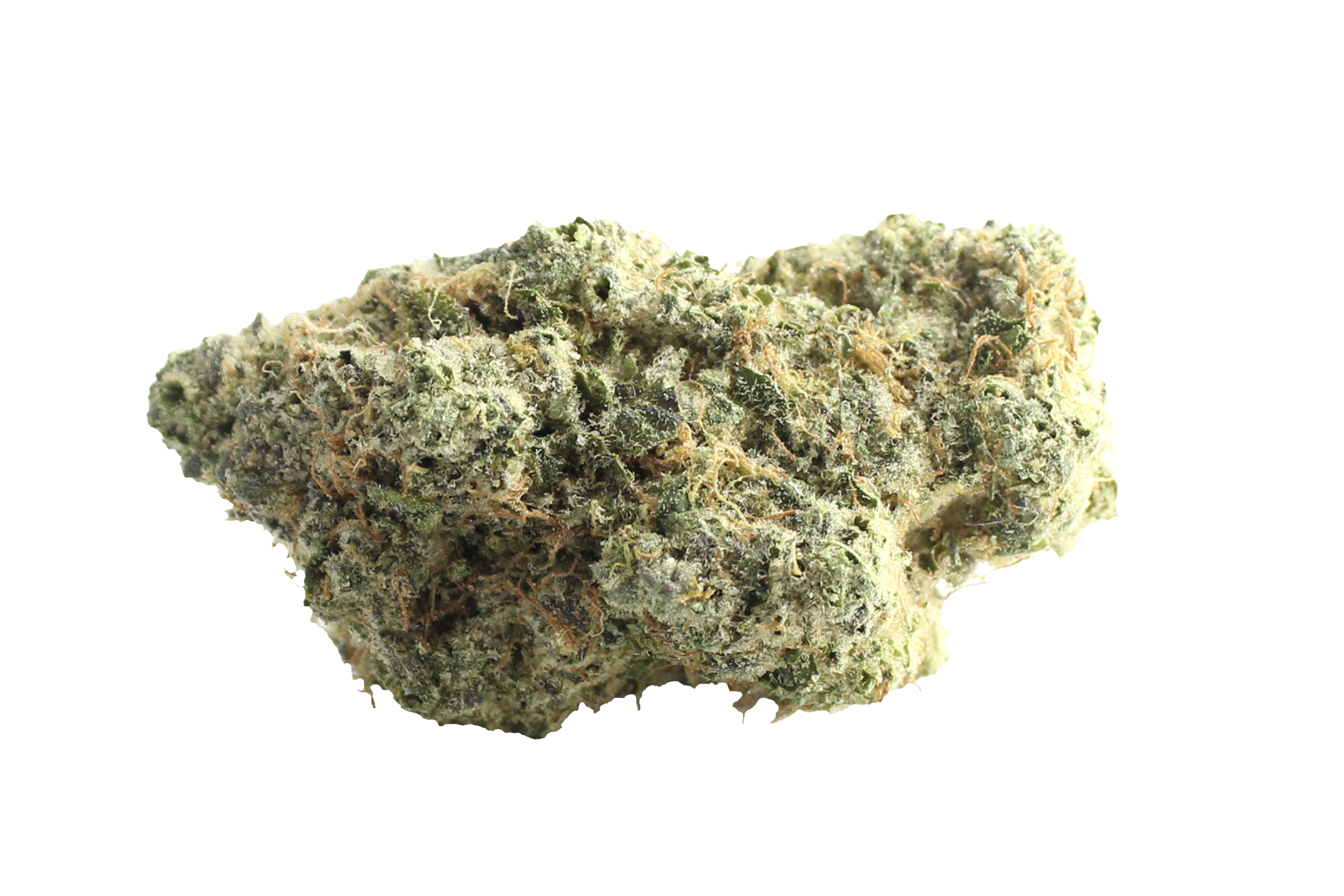 Avaay Signature 34/1 OGC Oceans Grown Cookies Cannabisbluete