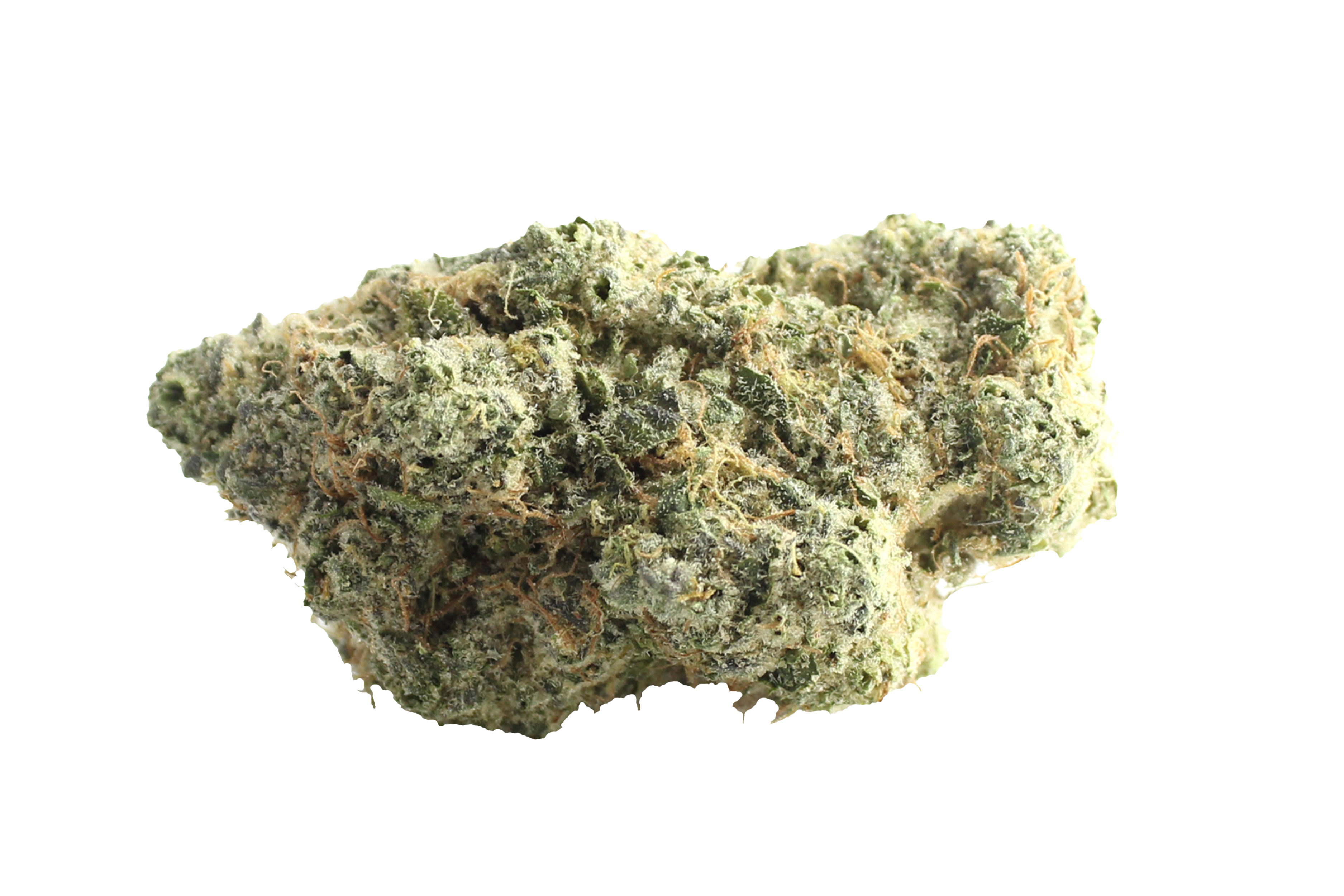 Avaay Signature 34/1 OGC Oceans Grown Cookies Cannabisbluete