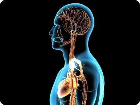 Cannabis und das zentrale Nervensystem Grafische Darstellung eines menschlichen Körpers mit sichtbarem Nervensystem und Gehirn