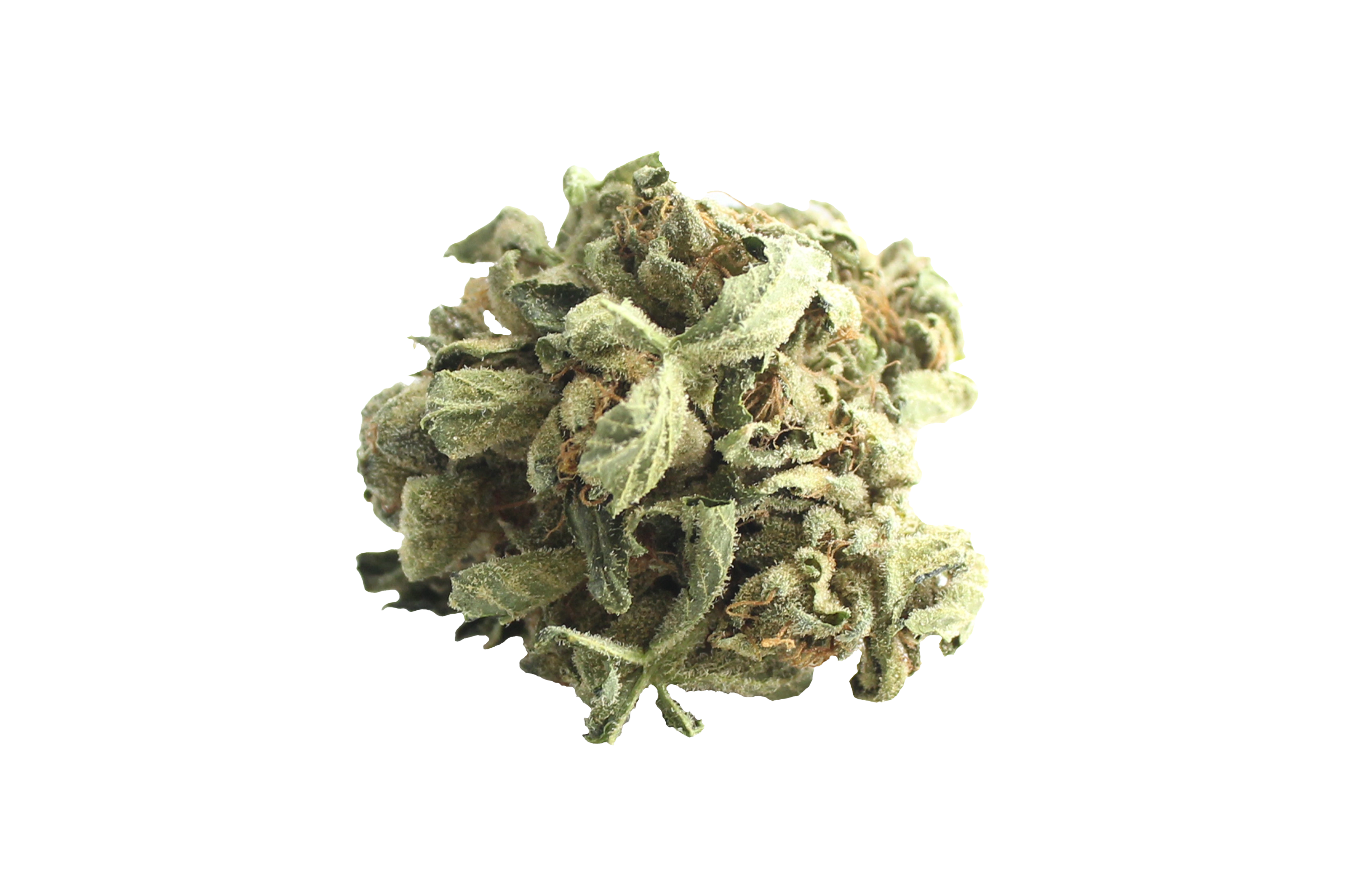 Tilray THC18 Spotlight Porto Master Kush Cannabisbluete