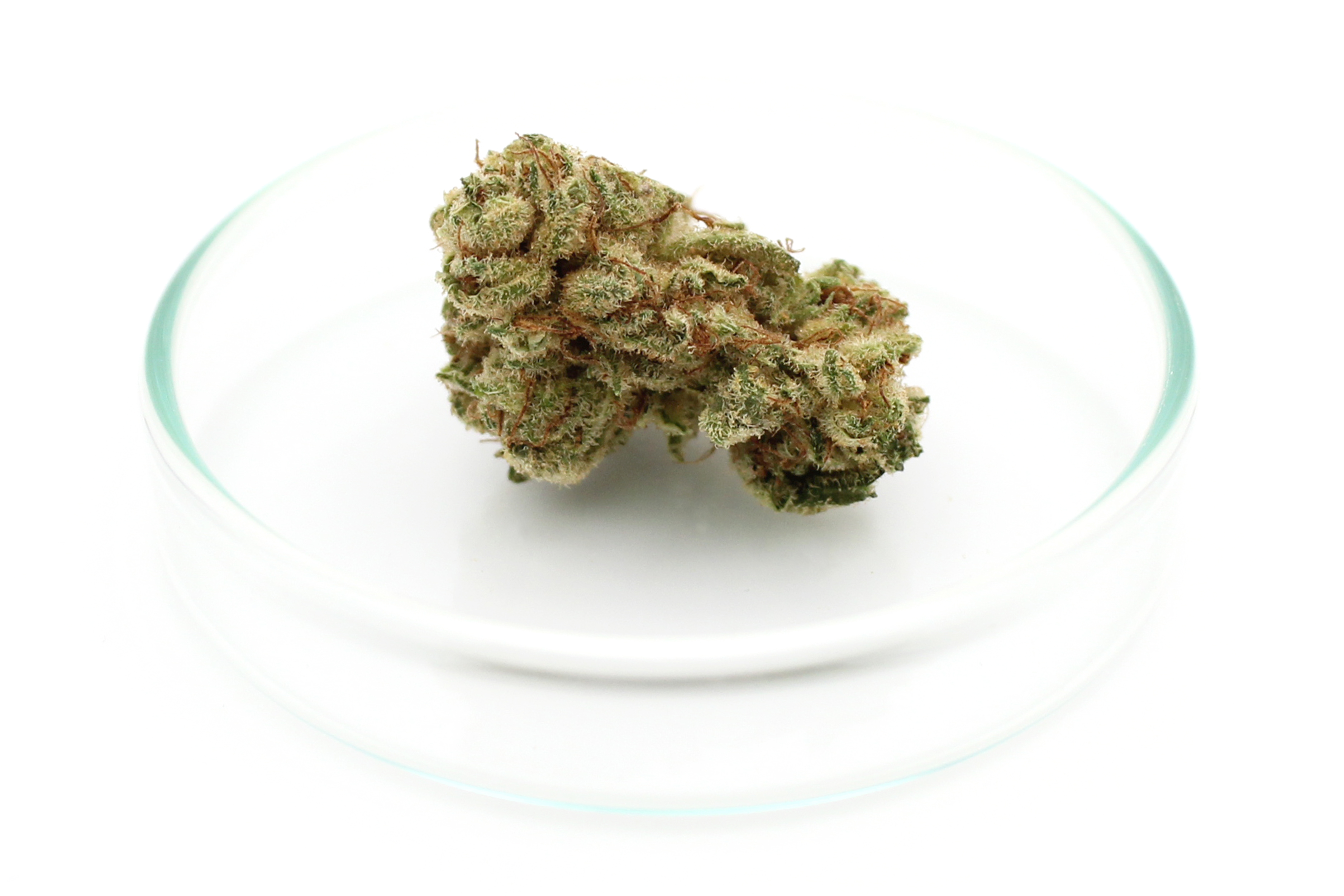 Tilray THC 18 Spotlight Porto: Lilac Diesel
