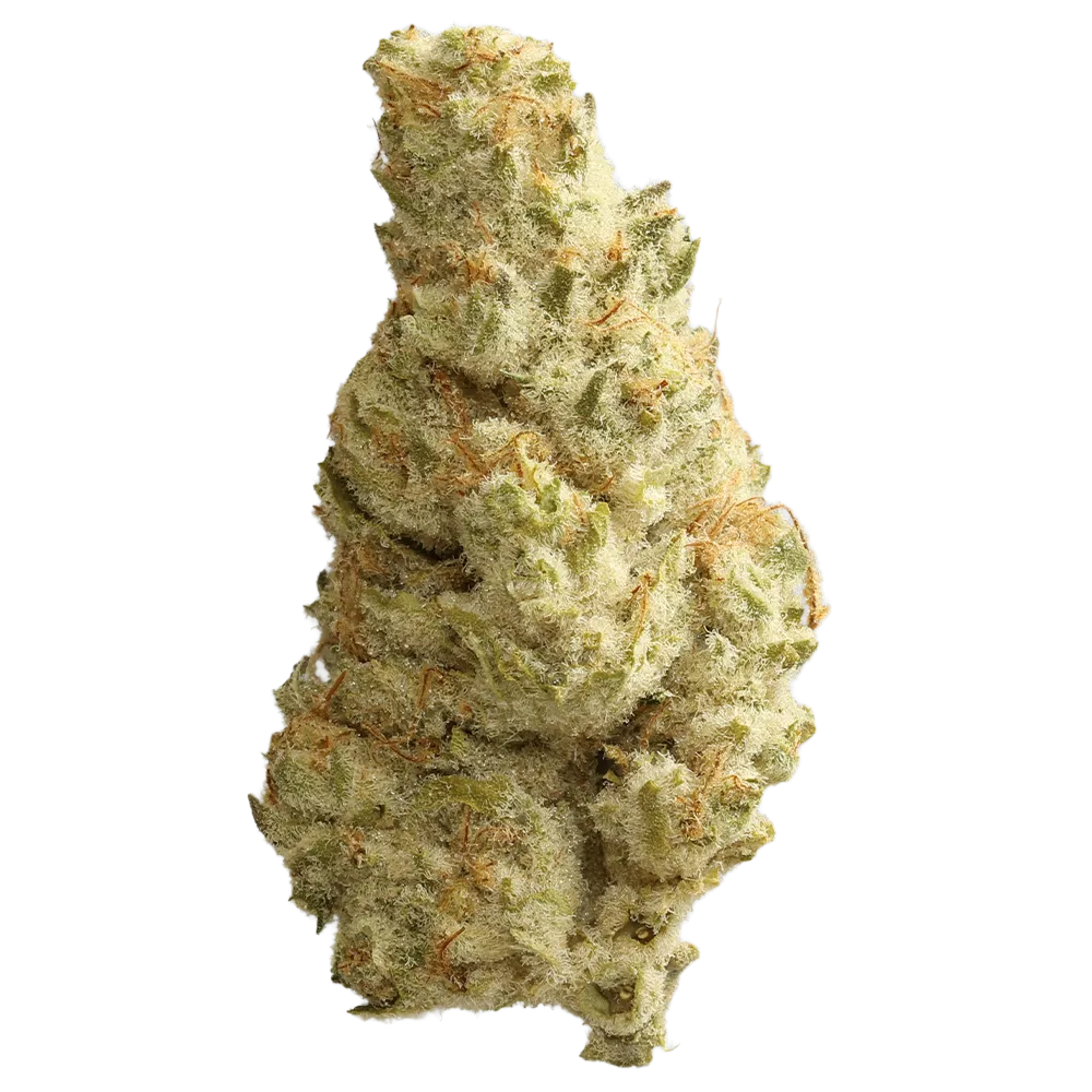 Cannabis flos 23/1 CSF Ku. Bashengo