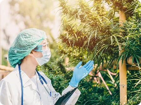 Wo kommt mein medizinisches Cannabis her
