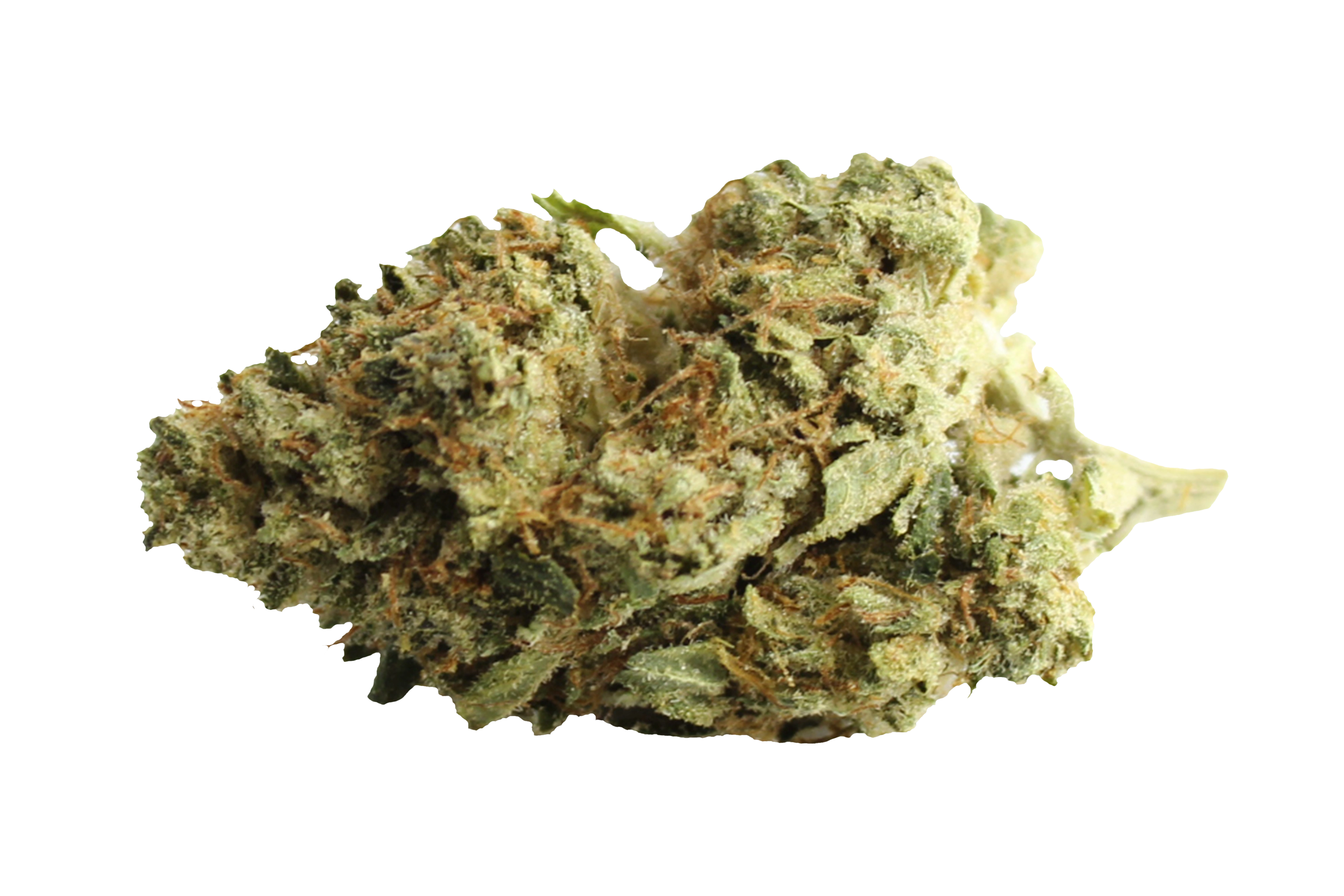 Cansativa Beacon PK T24 Pink Kush Cannabisbluete