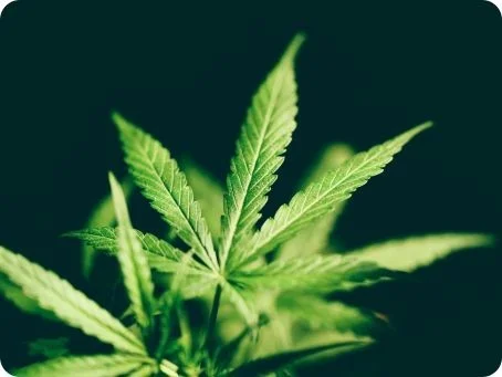 Cannabis Rotation zur Reduktion von Toleranzen Nahaufnahme eines Hanfblatts