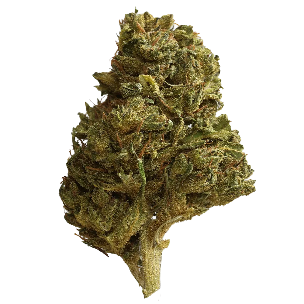Cannabis flos 8/9 LS Ku. Basotho Even