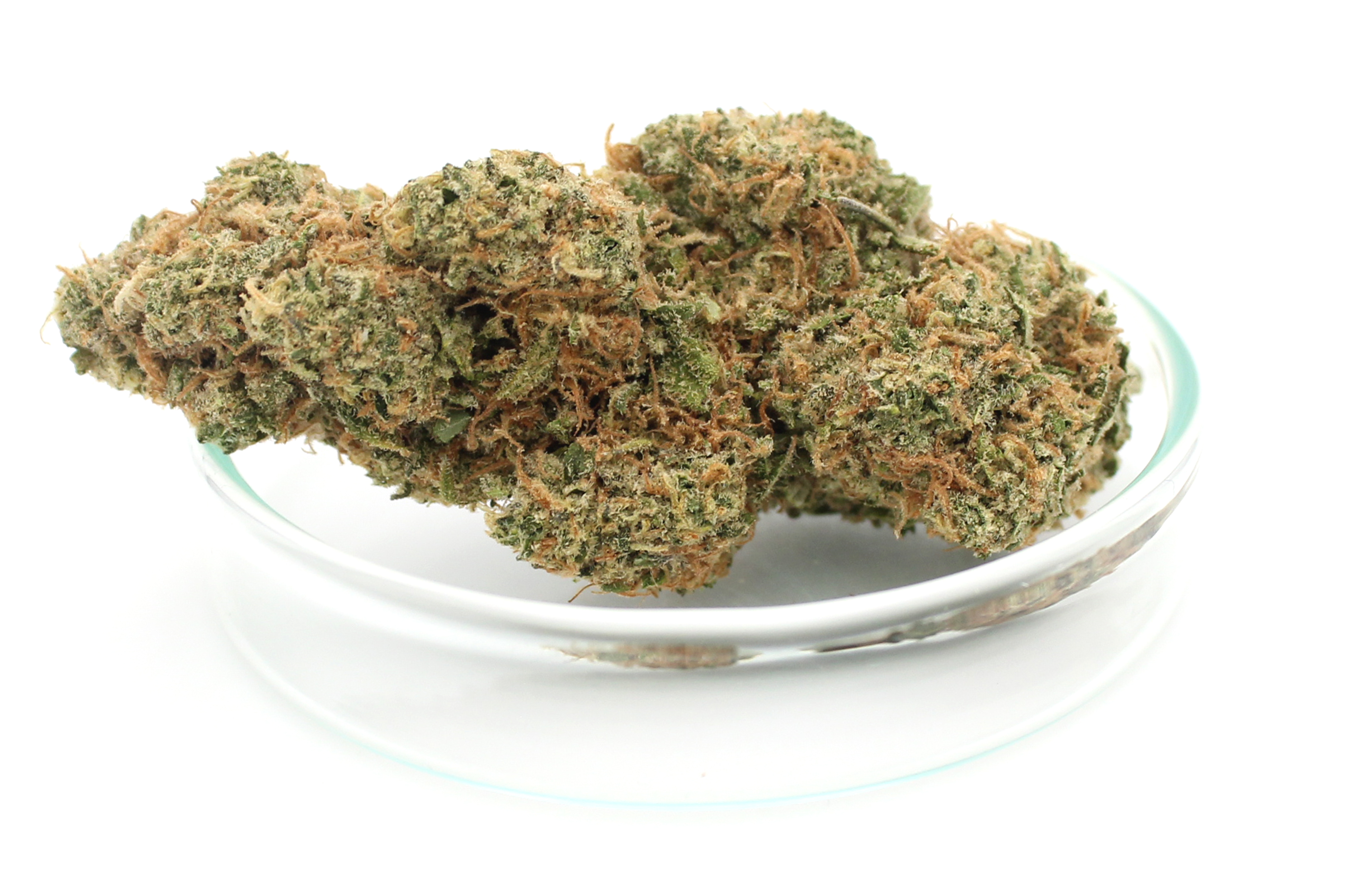 Cannamedical Sativa Forte NM: Gelato Dream
