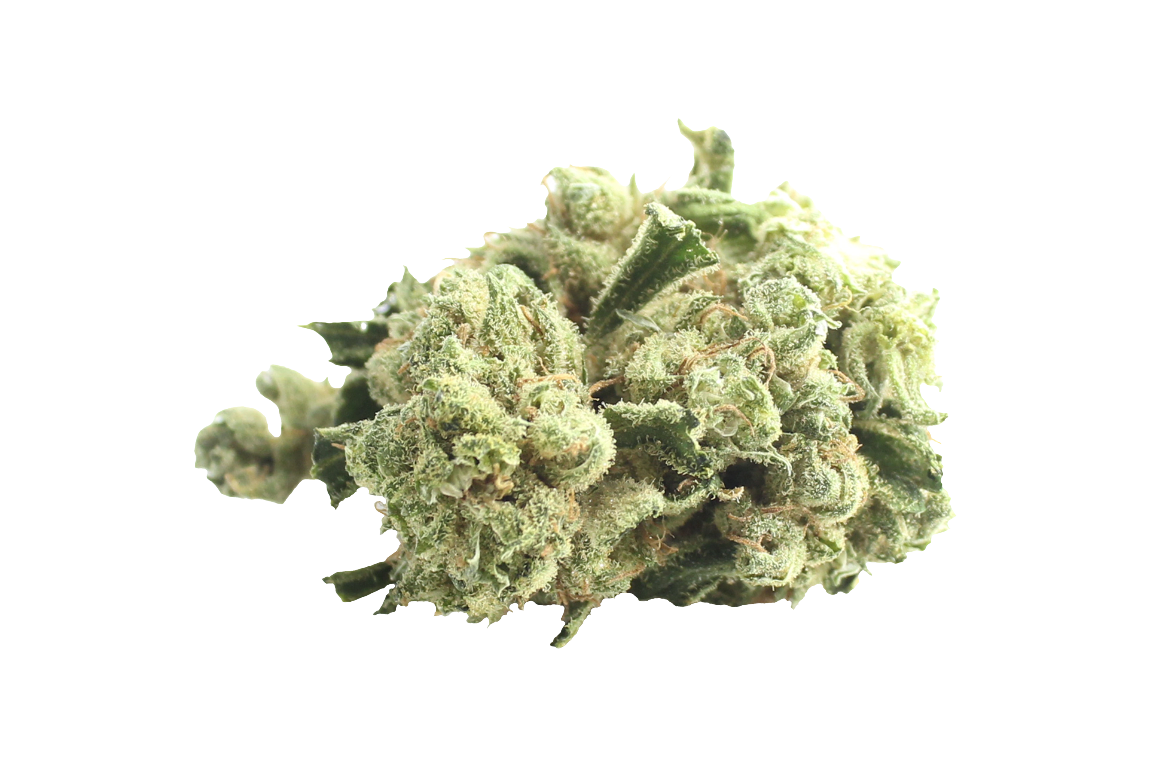 Tilray THC22 Spotlight Porto Island Sweet Skunk Cannabisbluete