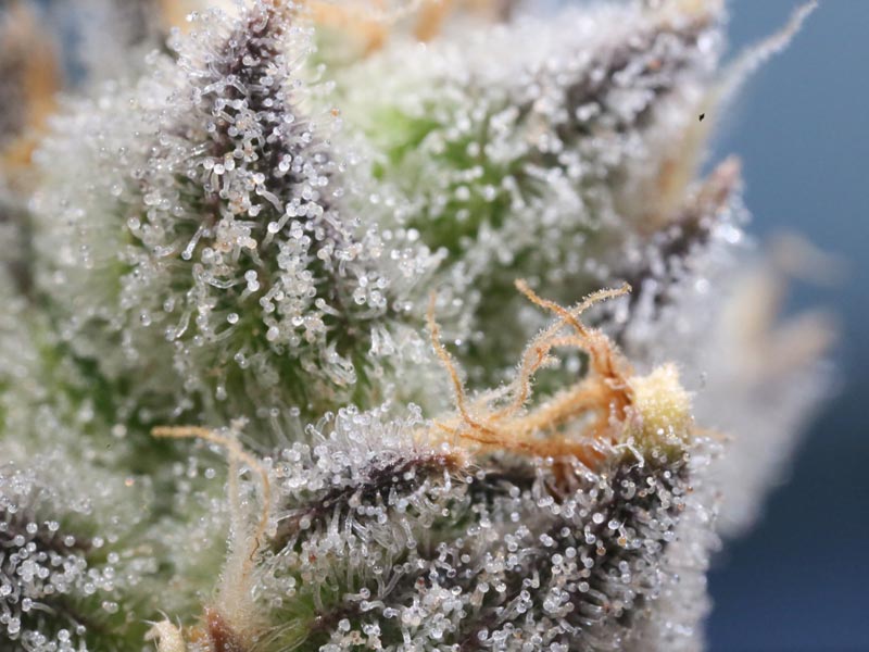 Welche Wirkung haben Cannabisprodukte? Die Wirkung von Cannabis erklärt