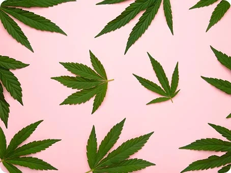 Hanf 101 Eine kleine Einfhrung in die Unterschiede von Hanf, Marihuana, Haschisch und cannabis