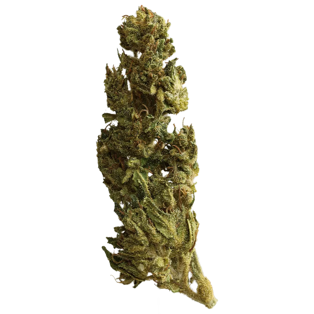 Cannabis flos 10/12 LS Ku. Basotho Even