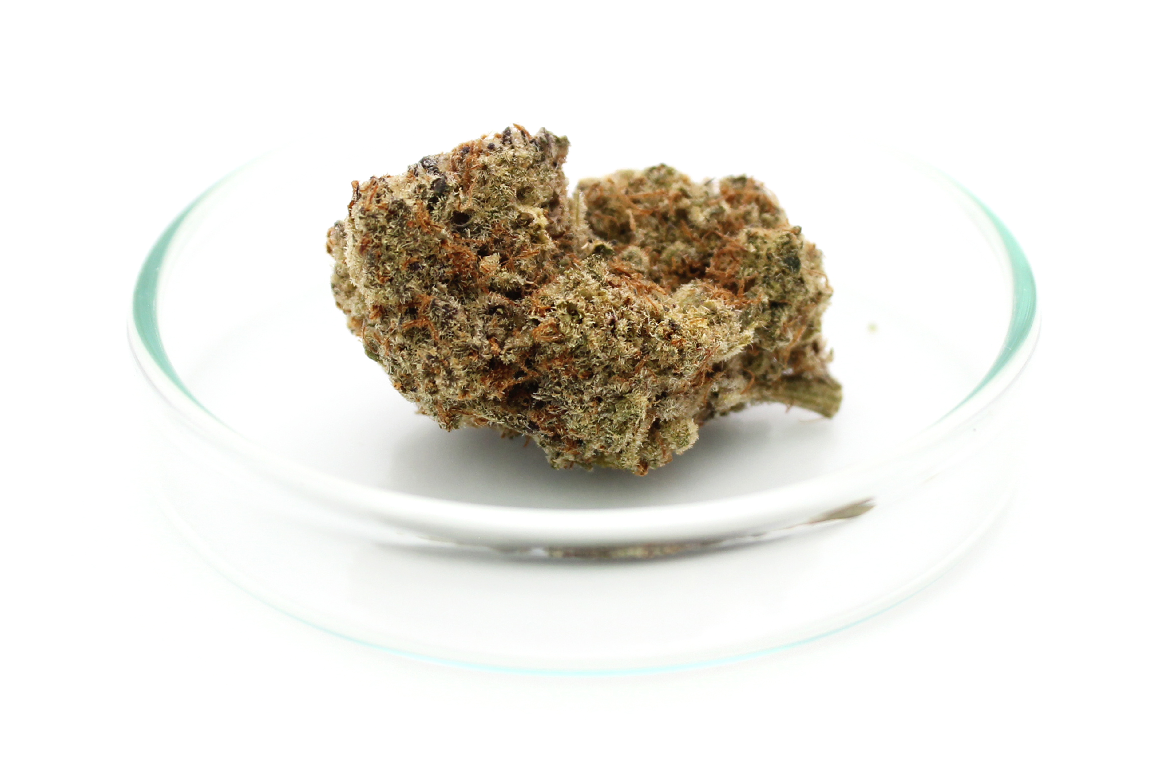 420 evolution 27/1 ca mfg modified grapes
