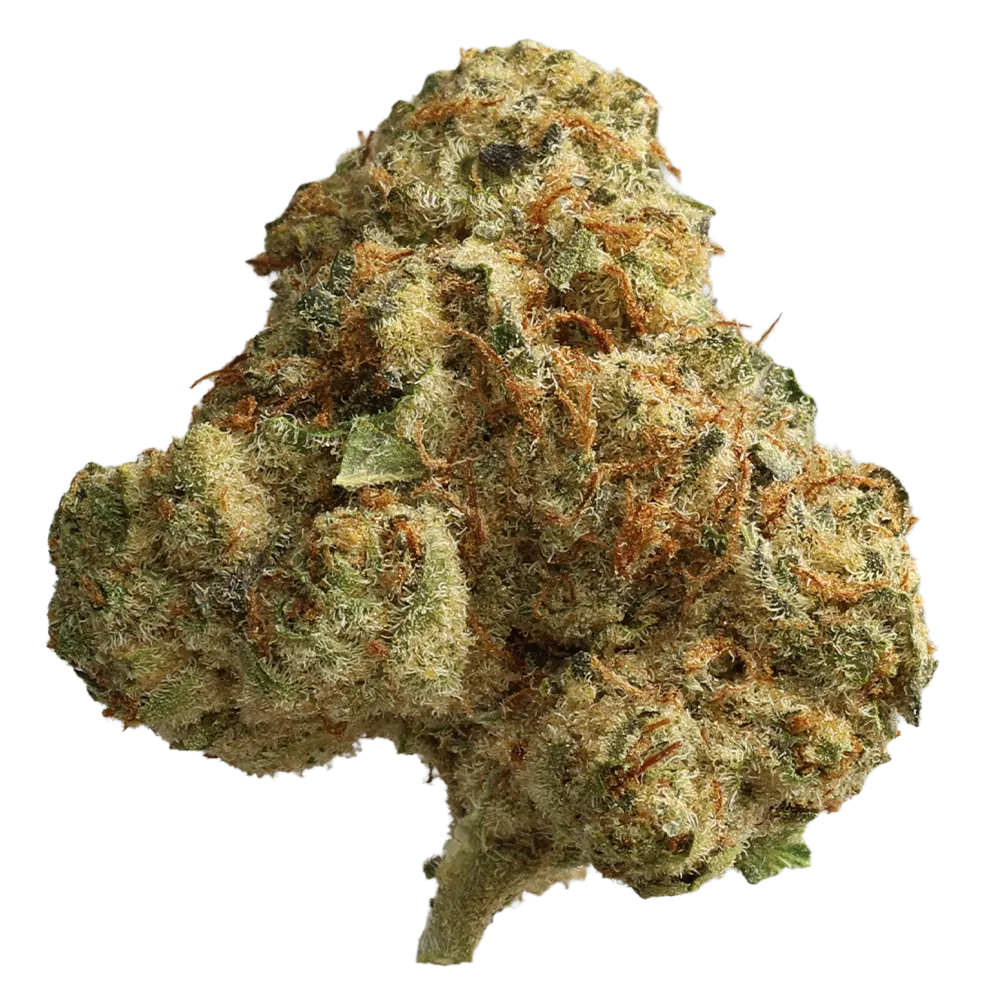 Cannamedical Sativa Forte- VenomZ Eve