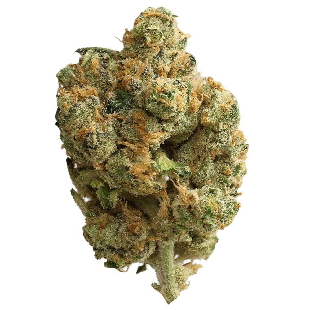 Nimbus Botanics 22/1 Gary Payton