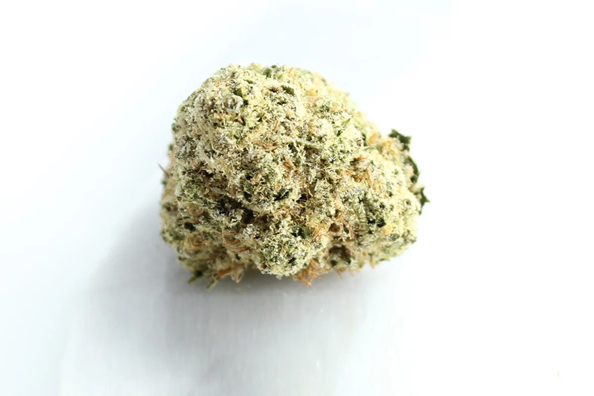 Cansativa Barongo 24/1 Banjo