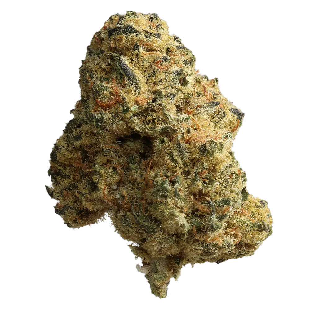 Pedanios 27/1 BLY-CA: Black Jelly